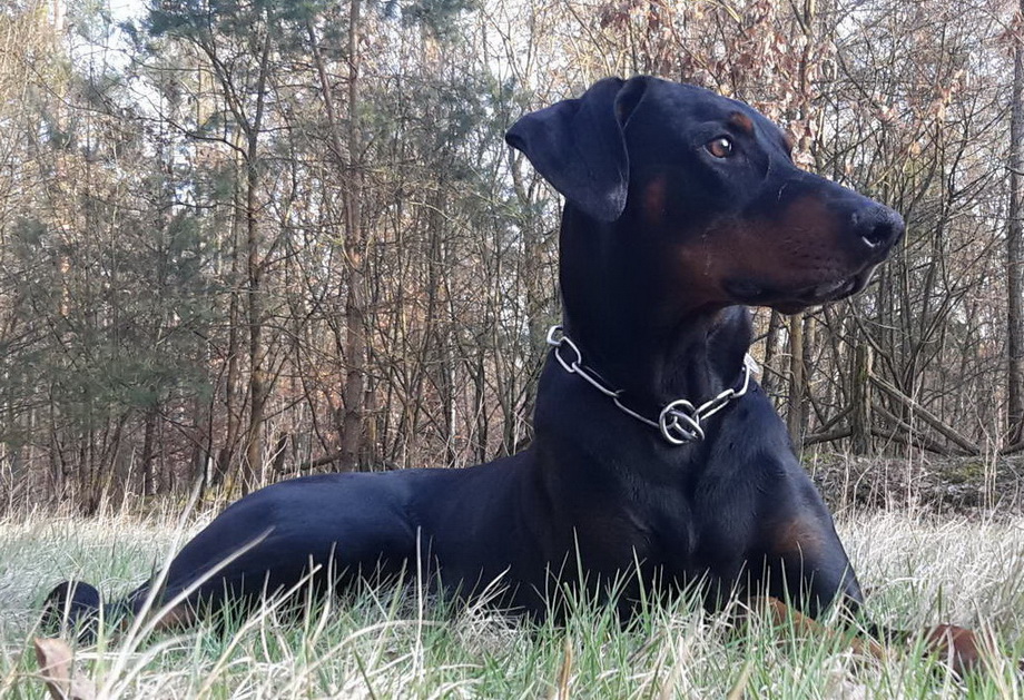 Dobermann_